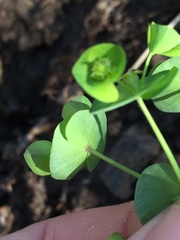 Euphorbia commutata