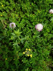 Trifolium glanduliferum