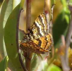 Epelis truncataria