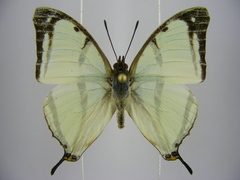Polyura kahldeni