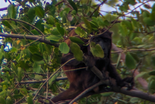 Maranhão Red-handed Howler Monkey