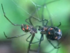 Leucauge regnyi