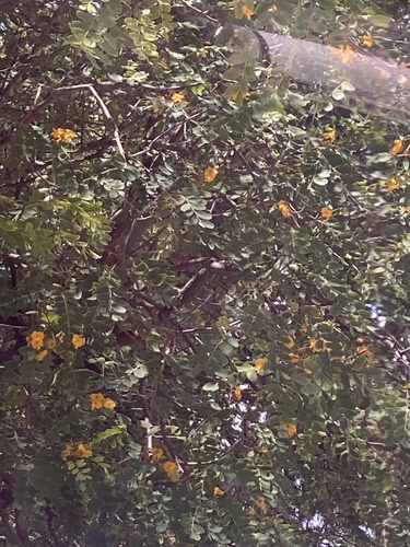 Foto de Tipuana