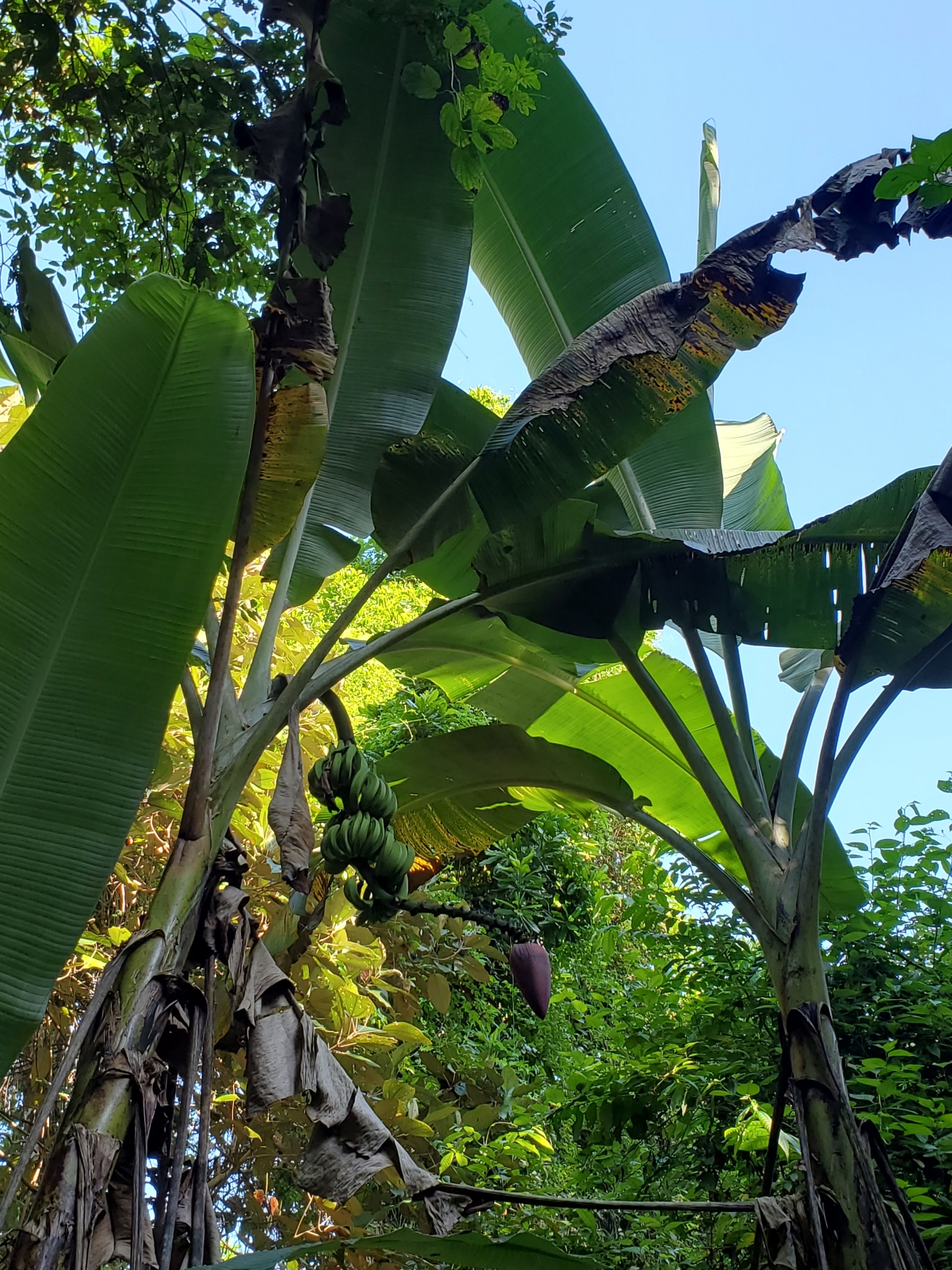 Imagem de Bananeira