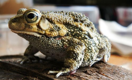 Egyptian Toad