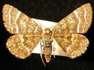 Black-banded Orange Moth