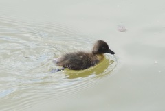 Anas platyrhynchos