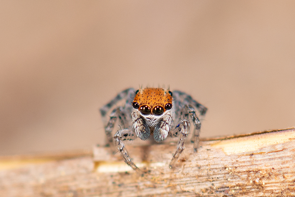 Naphrys xerophila