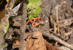Pyrrhocoris apterus