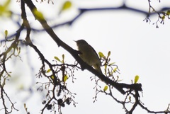 Phylloscopus collybita