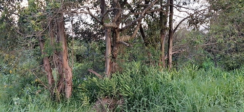 Foto de Lírio-do-brejo