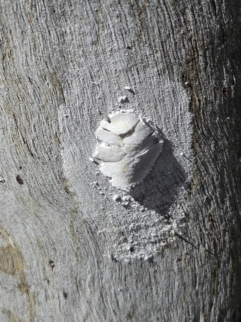 Insects from Blanchetown SA 5357, Australia on January 7, 2024 at 09:57 ...