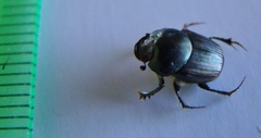 Onthophagus posticus