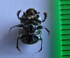 Onthophagus posticus