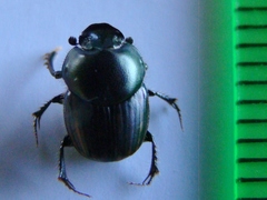 Onthophagus posticus