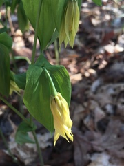 Uvularia