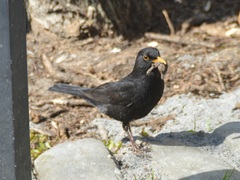 Turdus merula