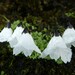 Primula soldanelloides - Photo (c) Elizabeth Byers, μερικά δικαιώματα διατηρούνται (CC BY-NC), uploaded by Elizabeth Byers