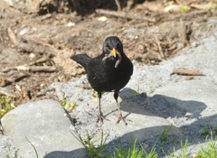 Turdus merula