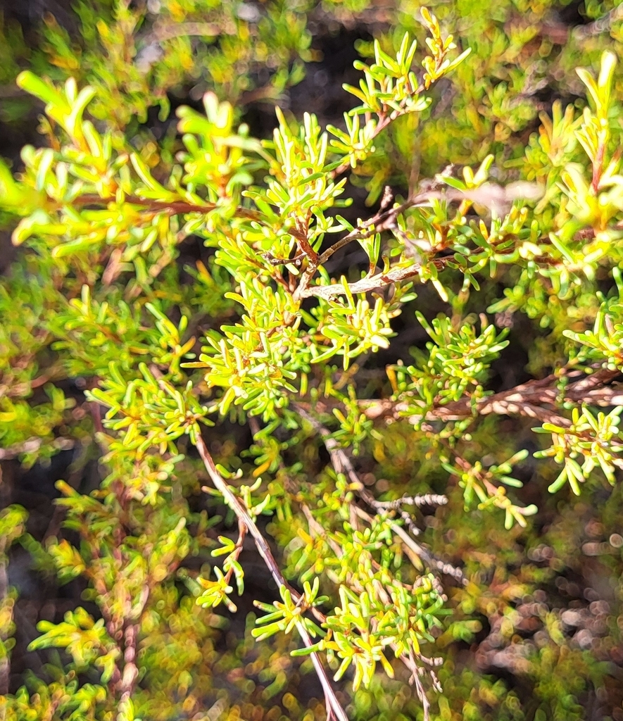 Small S Jointweed In January 2024 By Melissa Bill Frederick Park   Large 