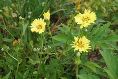 Pyrrhopappus pauciflorus
