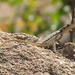 Peter’s Ridgeback Agama - Photo (c) Vlada Trailin, some rights reserved (CC BY-NC), uploaded by Vlada Trailin