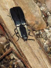 Chalcolepidius apacheanus