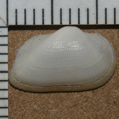 Arcopsis adamsi