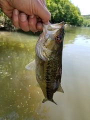 Micropterus henshalli