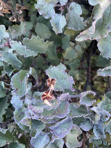 Avistamiento Cistus populifolius