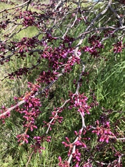 Cercis occidentalis