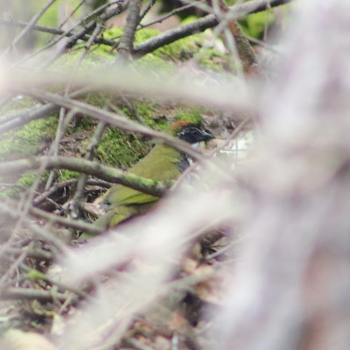 Collared Towhee (Pipilo ocai), photo 6