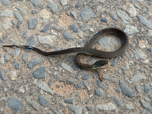 Royal Ground Snake
