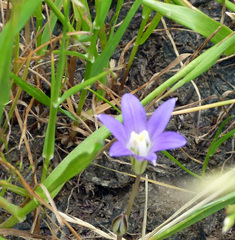 Brodiaea terrestris terrestris