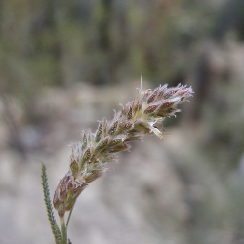 Image of Dalea pringlei by (c) Sue Carnahan, some rights reserved (CC BY)
