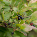 Black Highbush Blueberry - Photo (c) dogtooth77, some rights reserved (CC BY-NC-SA)