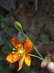 Papaver californicum