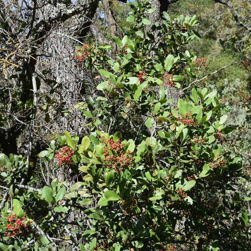 Heteromeles arbutifolia