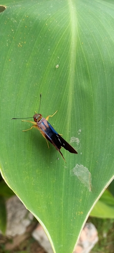 Thracides phidon