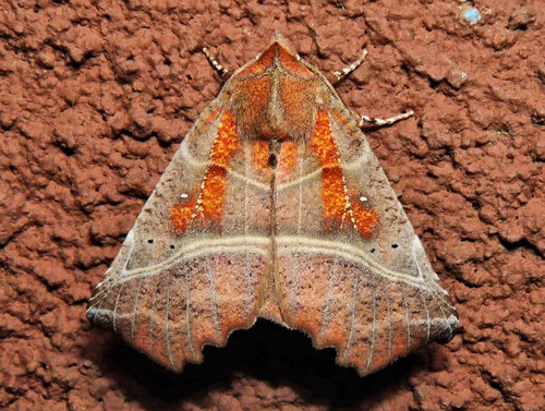 Herald Moth