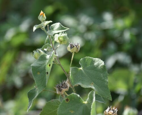 Abutilon californicum (Abutilon californicum)