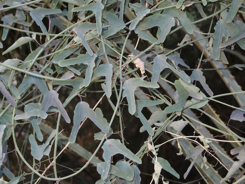 Image of Passiflora mexicana by (c) Sue Carnahan, some rights reserved (CC BY)
