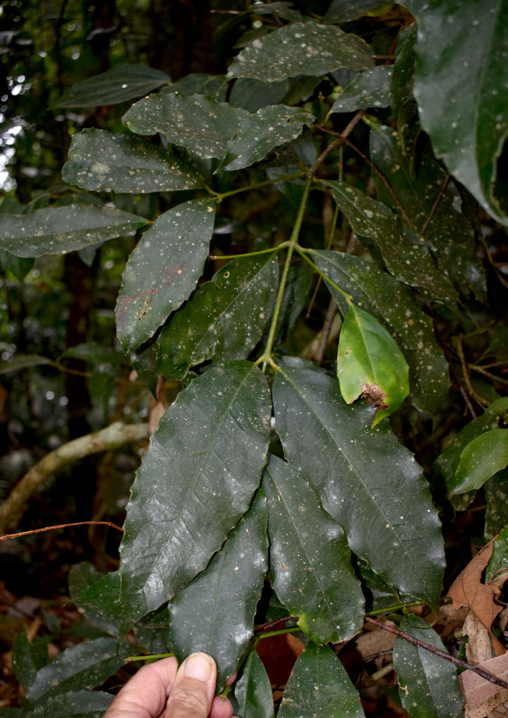 Doryphora aromatica