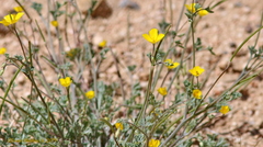 Eschscholzia minutiflora