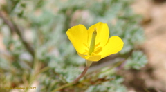 Eschscholzia minutiflora