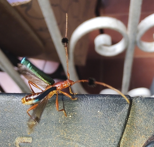 Paromoeocerus barbicornis photo 2