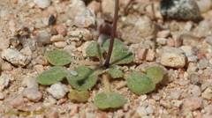 Eriogonum pusillum