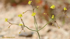 Eriogonum pusillum