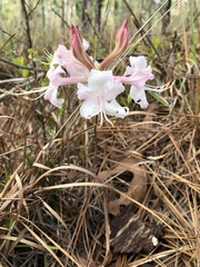 Rhododendron atlanticum