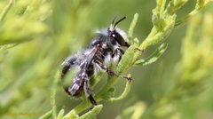 Anthophora edwardsii